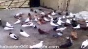 کبوترهای رنگ و گران قیمت خرم آباد (1)