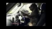 آموزشگاه رانندگی سگ