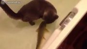 عجیب ترین رفقای دنیا ماهی و گربه