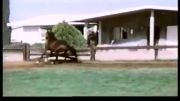 اسب سیلمی عرب- bask