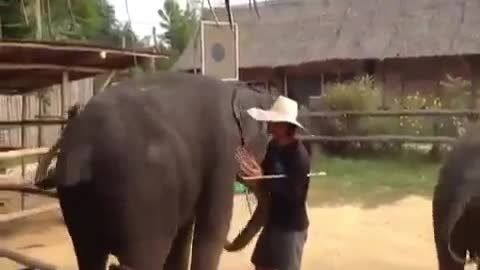 رقص فیل ها