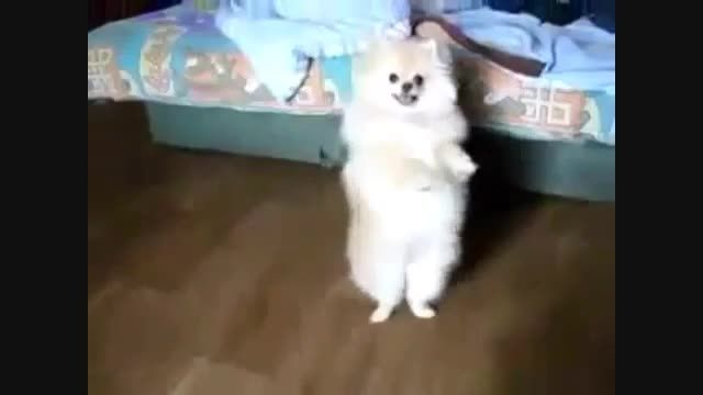 رقص سگ بامزه
