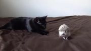 گربه vs جوجه تیغی