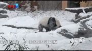 بازی خرس پاندا در برف-گپ تی وی