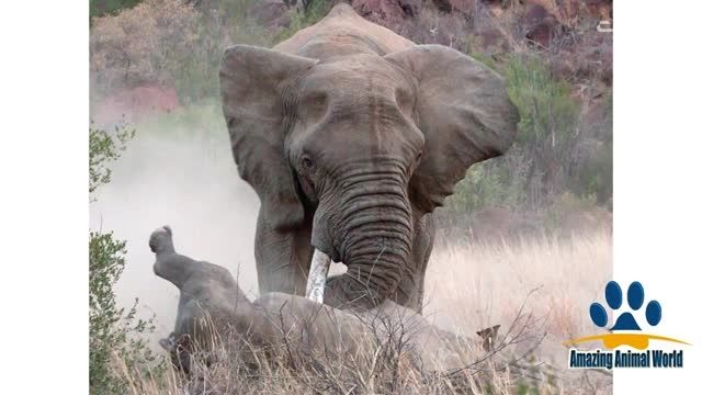 قتل کرگدن بدست فیل (جدید)