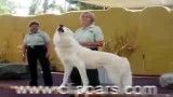 زوزه کشیدن یک گرگ سفید و بزرگ