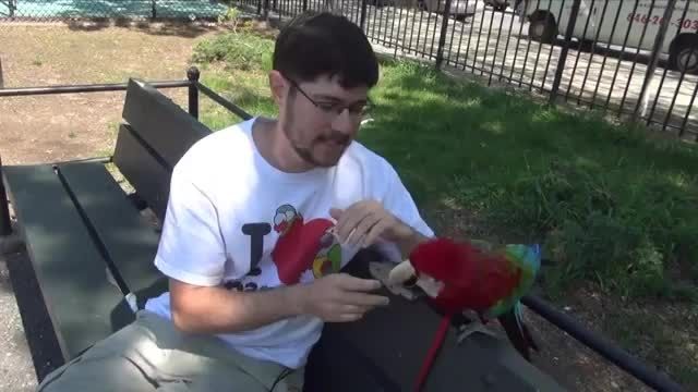 چگونه میتوان یک طوطی را به پارک برد
