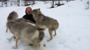 بازی با گرگها