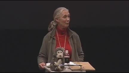 What separates us from chimpanzees?//jane goodall