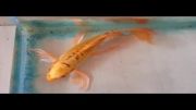 فروش ماهی کوی استثنائی شمارهshusui gold bf35cm-123