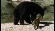 رویارویی بچه جگوار با خرس سیاه