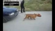 قویترین سگ در روسیه..