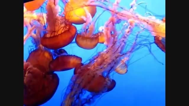منظره جادوئی انواع عروس دریایی زیبا درآکواریوم!!