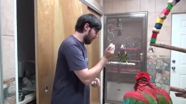 آموزش دارو خوراندن به طوطی توسط استاد michael sazhin