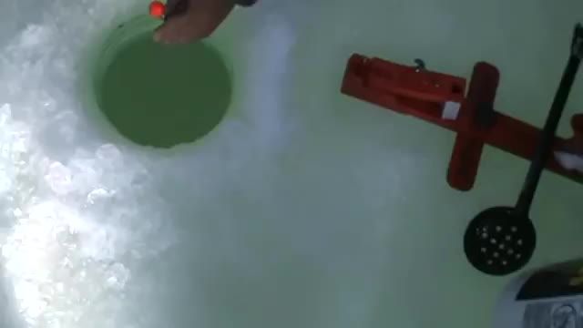 ماهی ازاد بسیار بزرگ در زیر یخ گرفتن فوق العاده دیدنی