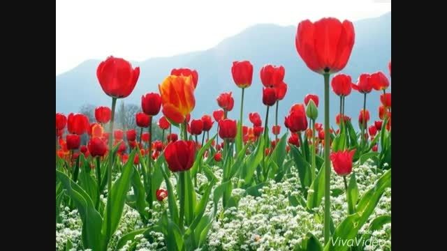 گلهایی زیباباموسیقی دلنشین