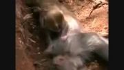 گریه بچه میمون بر جنازه مادرش