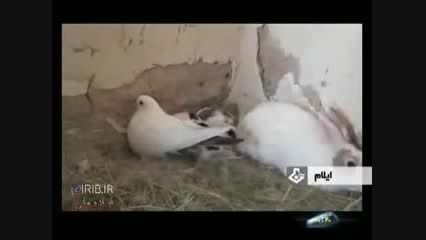 محبت و احساس مادری کبوتر نسبت به بچه خرگوش ها