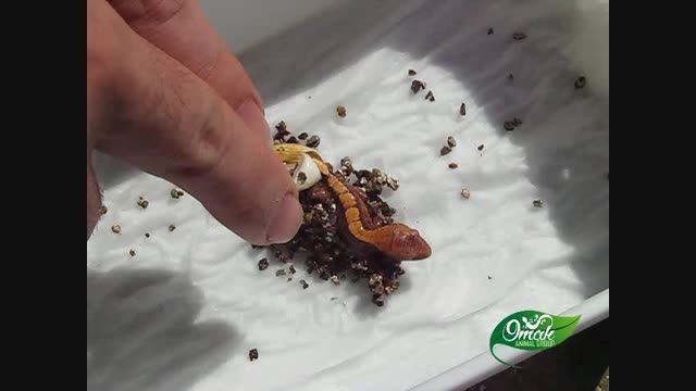 از تخم درآمدن کرستد گکو - crested gecko hatching