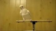 رقص دیدنی پرنده (نبینی ضرر کردی)