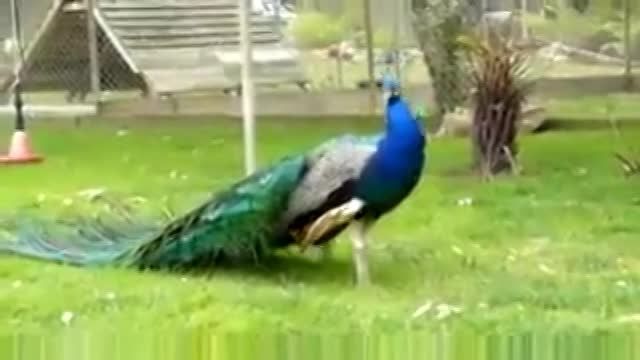 باز کردن پر های طاووس