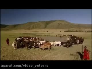 سیستم گوارشی در گاوها