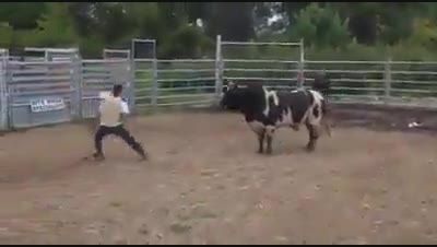 حمله گاو وحشی به یک مرد