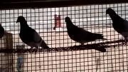 کبوتران مسافتی سربندر 4