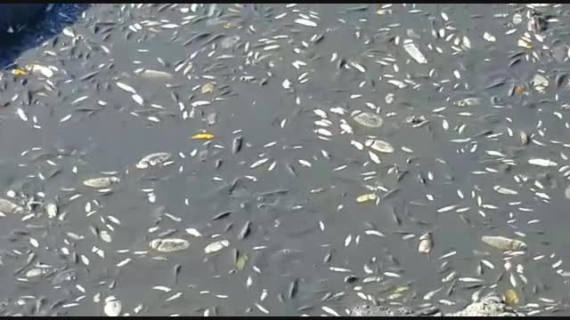 مرگ هزاران ماهی در زاینده رود بدلیل قطع شدن جریان آب 3