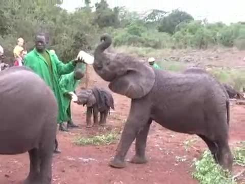 شیر دادن به فیل ها