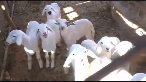 مدرسه ى گوسفندان