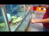 یویو بازی با اردک