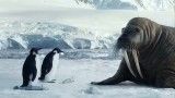 رفاقت شیر دریایی با پنگوئن