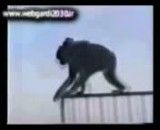 خودكشی بچه میمون جلومادرش
