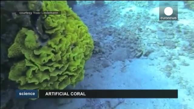 صخره های مرجانی
