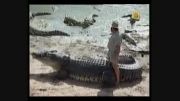 Rob-Crocodile