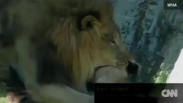 کشتن شیر ماده توسط شیر نر در باغ وحش