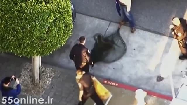 عملیات پلیس سانفرانسیسکو برای دستگیری شیر دریایی