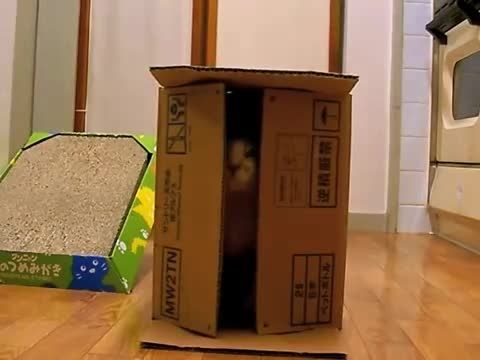 گربه جعبه ای