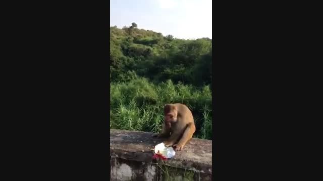 تو غذای میمون بیچاره ترقه میندازن ( خیلی طنز )