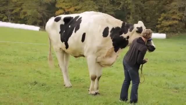 بلندقد ترین و گنده ترین گاو دنیا...