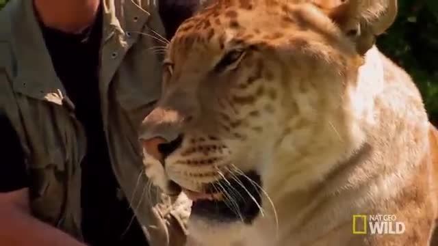 بزرگترین گربه سان دنیا (لایگر-حاصل ازدواج شیر و ببر)