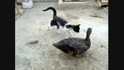 دوستی گربه و اردک