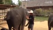 رقص اهنگ psy با 2 فیل
