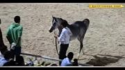 اسب عرب سامح