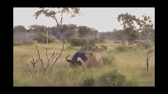 شکار بوفالو توسط شیر خشمگین