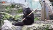 حرکات دیدنی از خرس کونگ فو کار در باغ وحش....