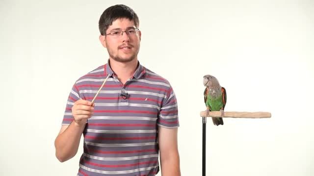 نحوه استفاده از چوب نشانگر برای آموزش طوطی