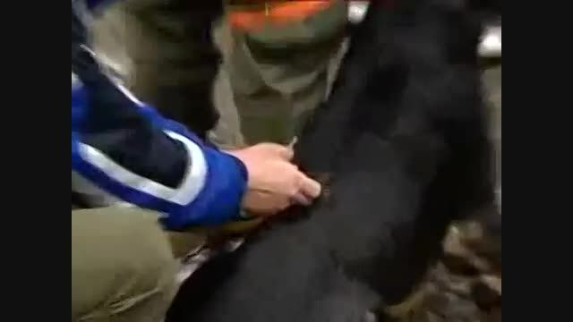 حرکتی  جالب و واکسیناسیون ودرمان سگهای کوهستان درتهران!