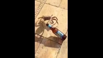 جابجا کردن بطری نوشیدنی توسط خرچنگ!!